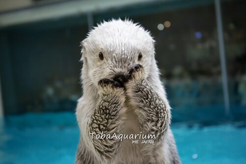 国内に3匹“絶滅危惧種”ラッコも、10～30代男女「みんなが癒される動物」【第6位以下】