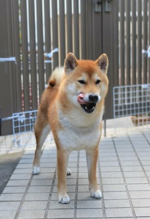 闇バイト強盗が