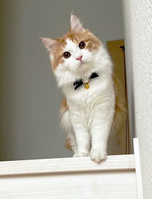猫の気持ちは“しっぽ”でわかる　激しく振るは「イライラ」、垂れ下がるのは「リラックス」、垂直に立ったら…獣医師が解説