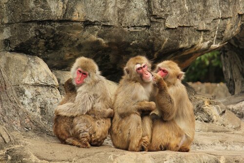 サルがシカに交尾を迫る理由が判明　動物界では珍しくない「異種交配」の不思議