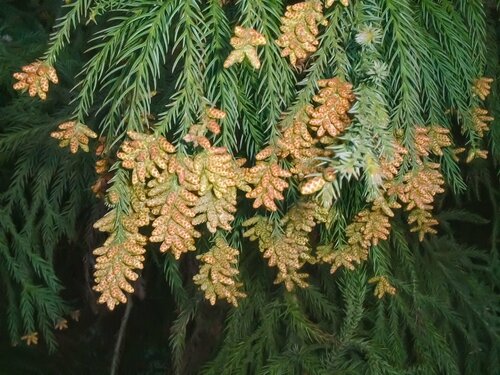 花粉症シーズンに救われる肌荒れしない「鼻のかみ方」と「ティッシュの選び方」4選