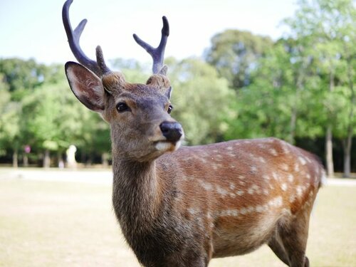 X1300万回閲覧超の物議沸騰「奈良公園の鹿を蹴り飛ばす来園者」インバウンドで増加のトラブル実態を聞いた
