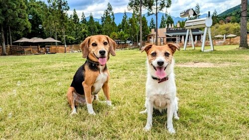 10～30代男女【犬派・猫派】大調査、犬派からは「甘えん坊」「飼い主思い」などの声