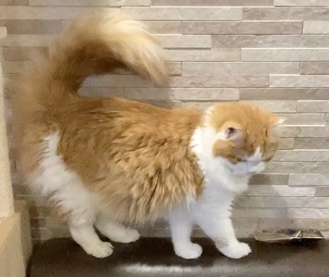 太く逆立つしっぽ ※撮影/編集部