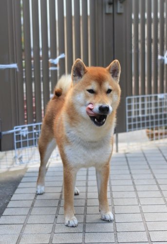 闇バイト強盗が