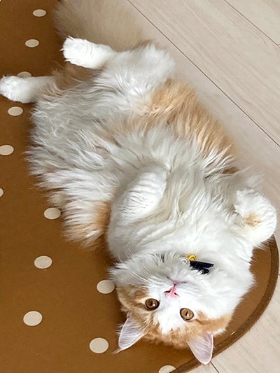 リラックスする猫 ※撮影/編集部