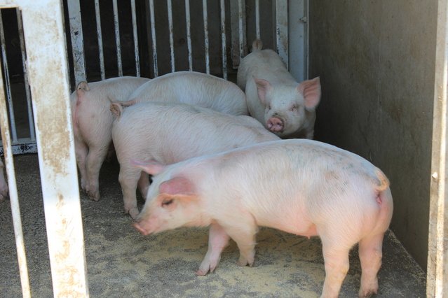 「豚不足」で高騰化が止まらない 飲食店でも値上げ続々…円安・燃料高に加え「猛暑による種付け困難＆エサを食べない」問題も背景に