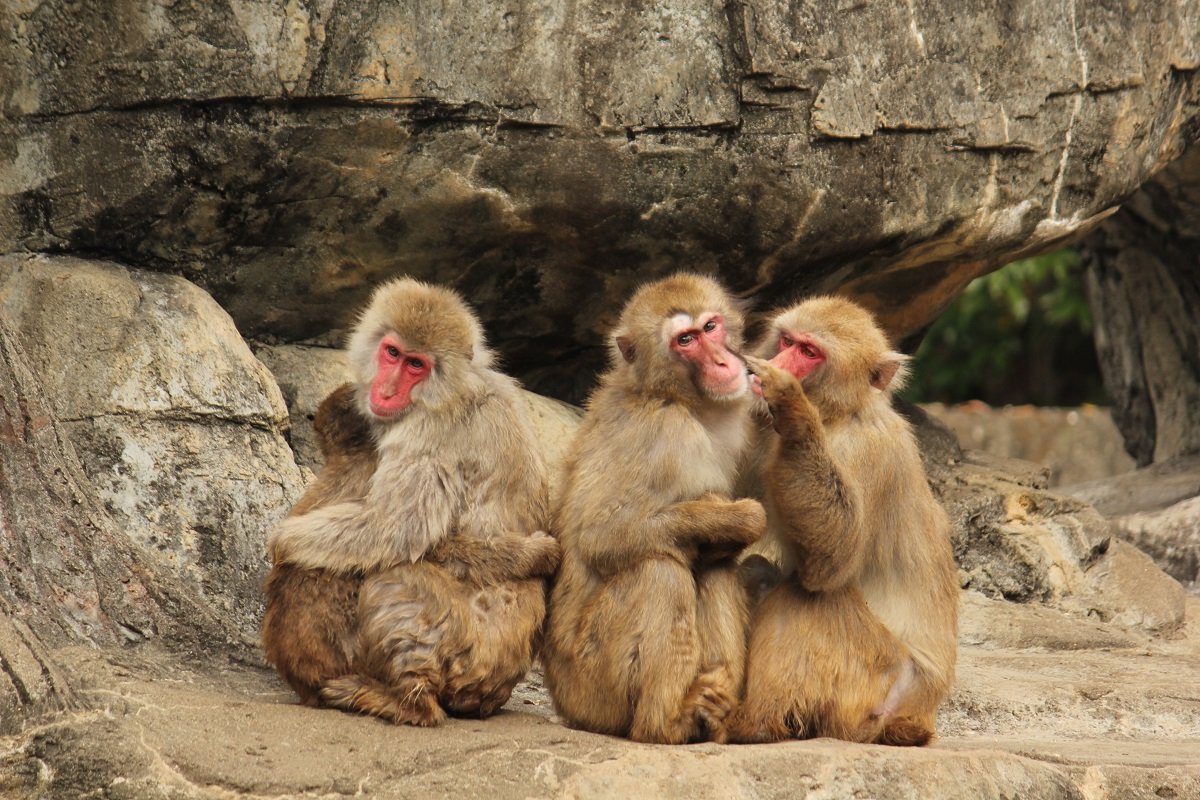 サルがシカに交尾を迫る理由が判明　動物界では珍しくない「異種交配」の不思議