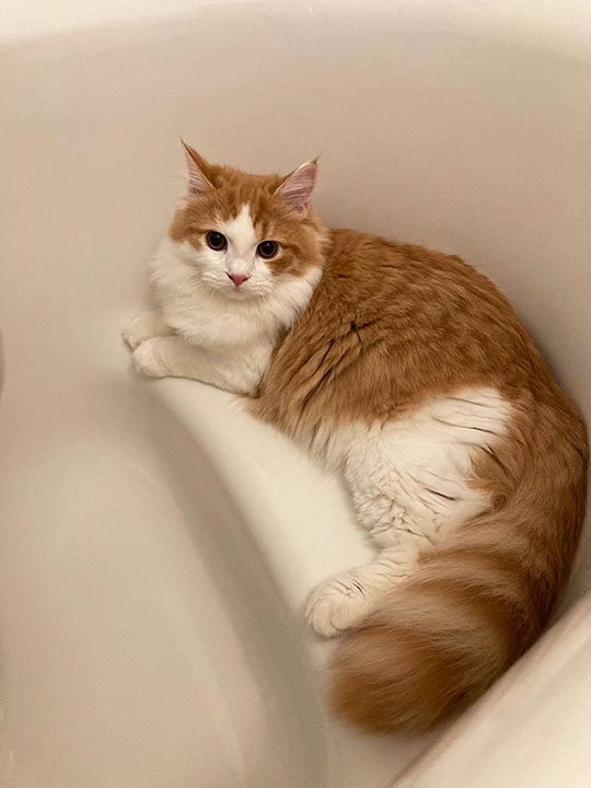 茶色と白の猫の柄で尻尾がとても大きい猫（撮影／編集部）