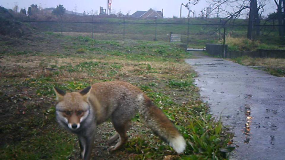 大阪ではキツネが、東京ではニホンザルにニホンリスも！「身近な絶滅危惧種」一覧