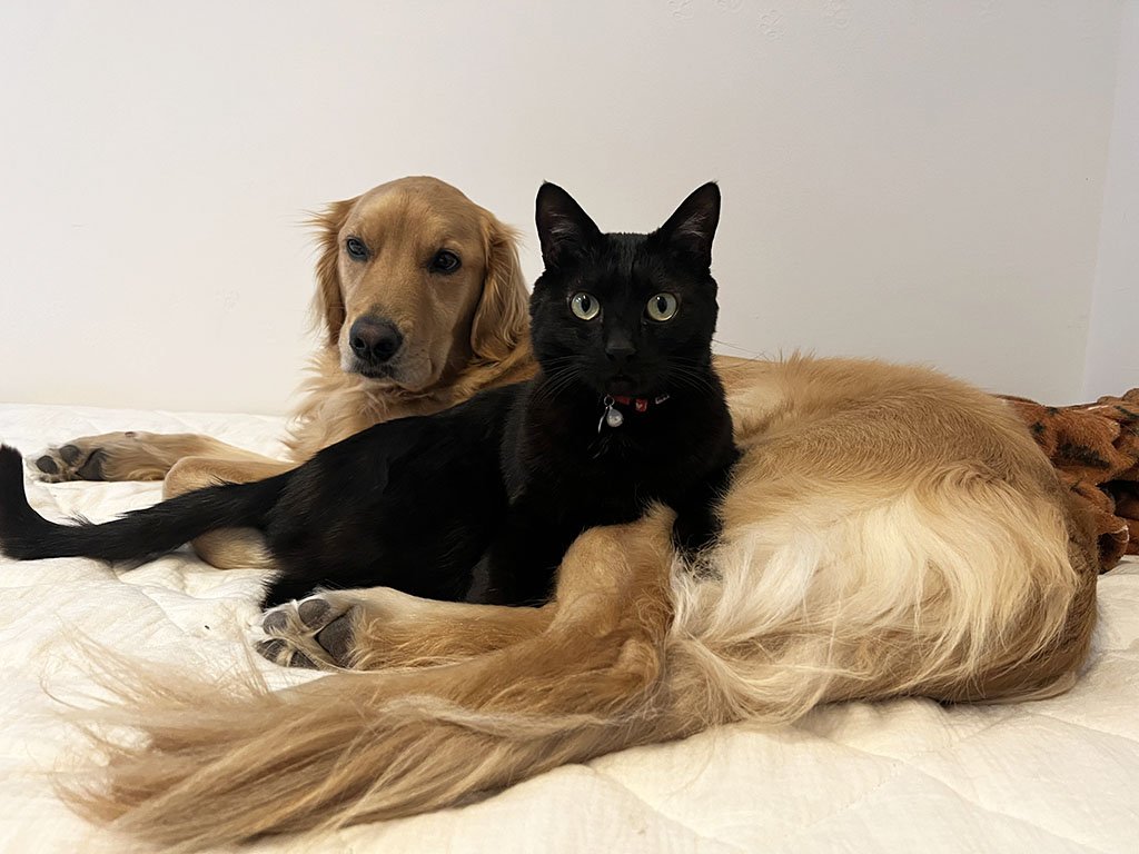 猫は人間の赤ちゃんより賢いことが判明　では犬と猫ではどちらが賢いのか専門家に聞いた