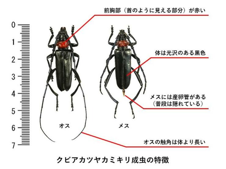 特定外来生物クビアカツヤカミキリの特徴　※画像は東京都環境局ＨＰより